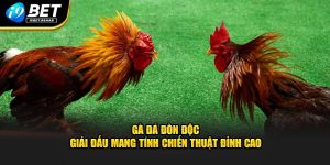 gà đá đòn độc