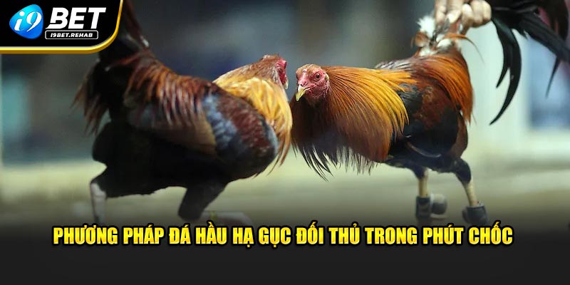 Phương pháp đá hầu hạ gục đối thủ trong phút chốc