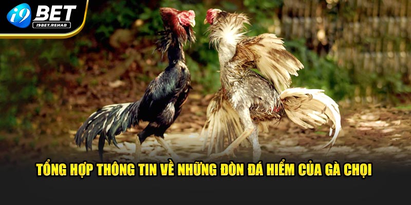 Tổng hợp những đòn đá hiểm của gà chọi cho người mới